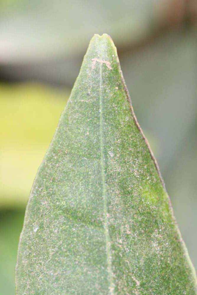              Margin (Riverside, CA)       